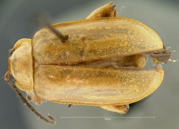 Media type: image; Entomology 19108   Aspect: habitus dorsal view